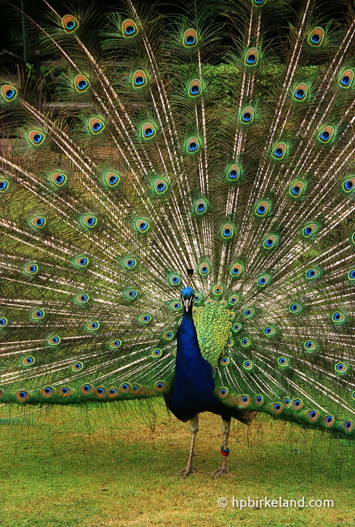 Påfugl, Warwick Castle