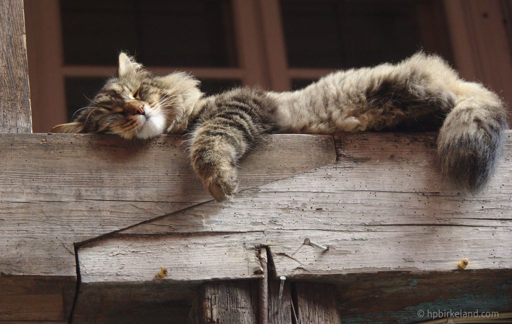Noen gir katten i alle turistene og tar seg en siesta i høyden. 1/125 s, f/5.6, ISO 1000