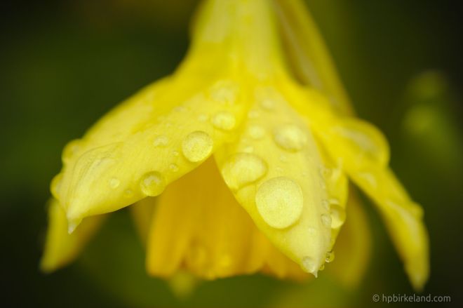 Påskeliljer B67_cloudy_2048