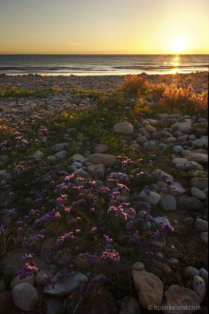 Beach Flowers