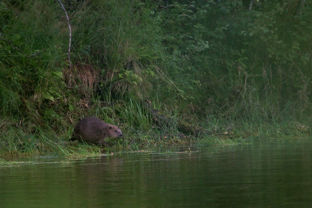 Lillestrøm, Norway, 2020