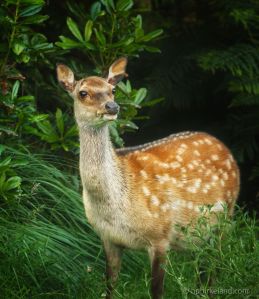 Fallow Deer