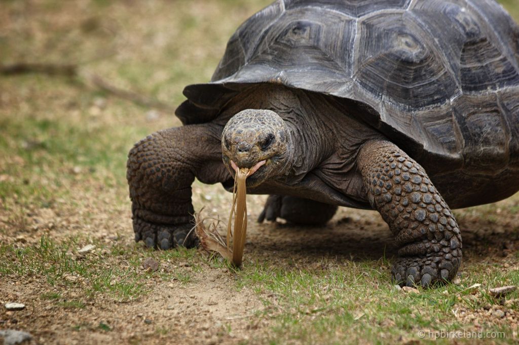 Galapagos Tortoise