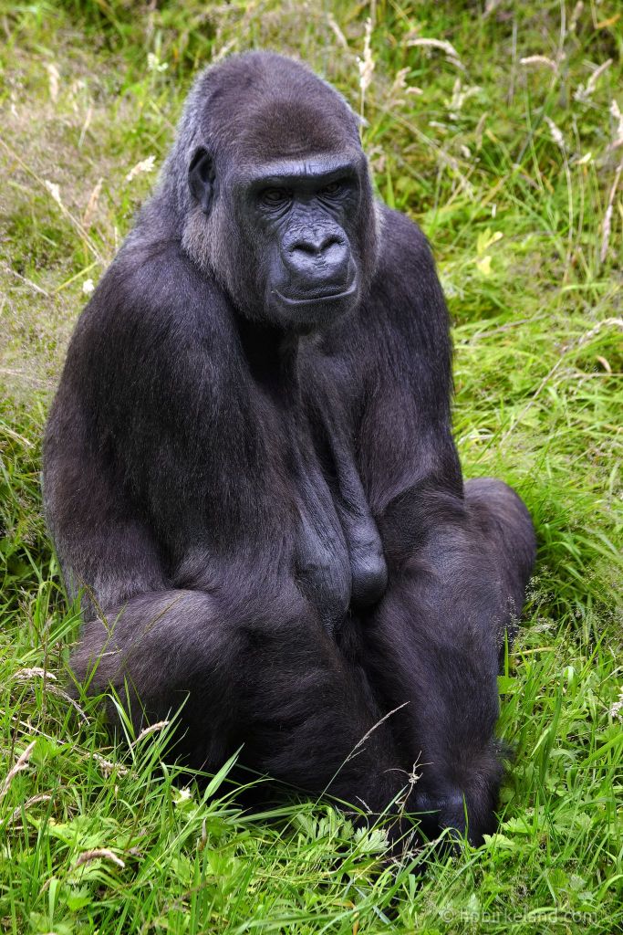 Gorilla Mum