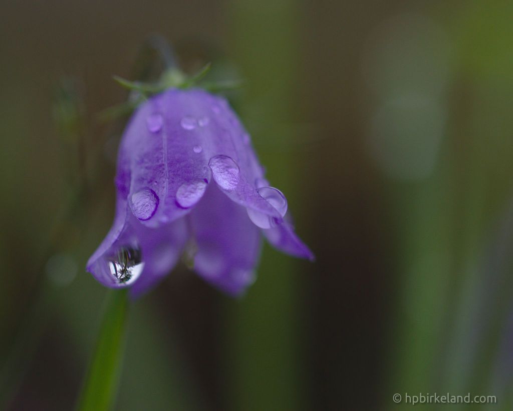 Harebell