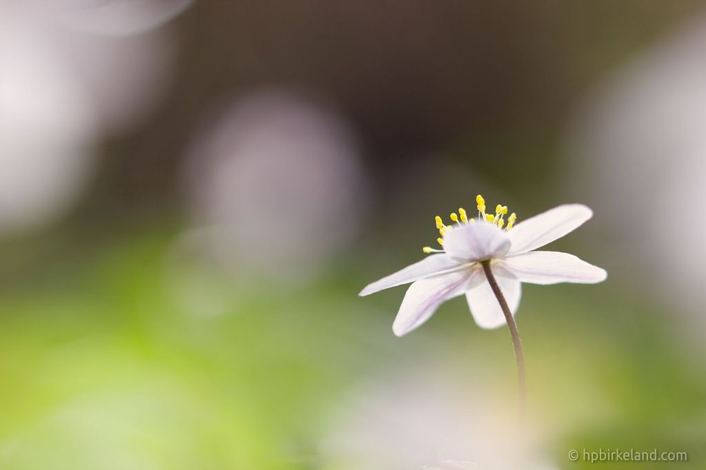 Anemone nemorosa, hvitveis