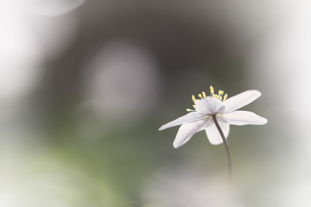 Wood anemone 1