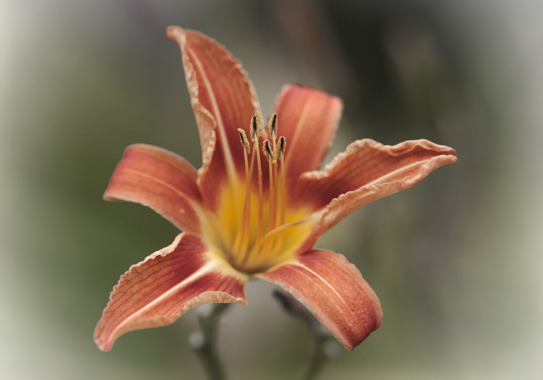 Tiger lily