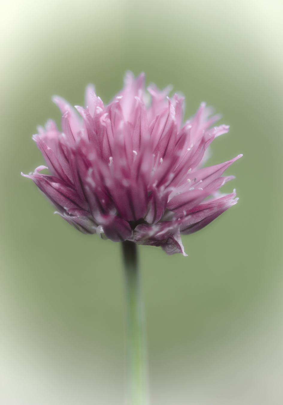 Chives
