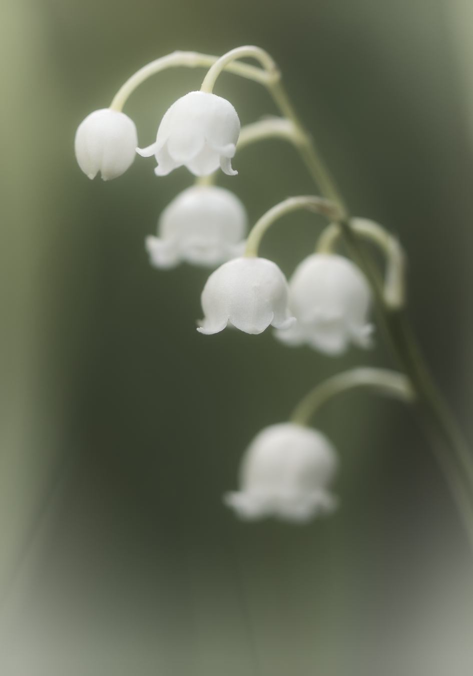 Lily of the valley