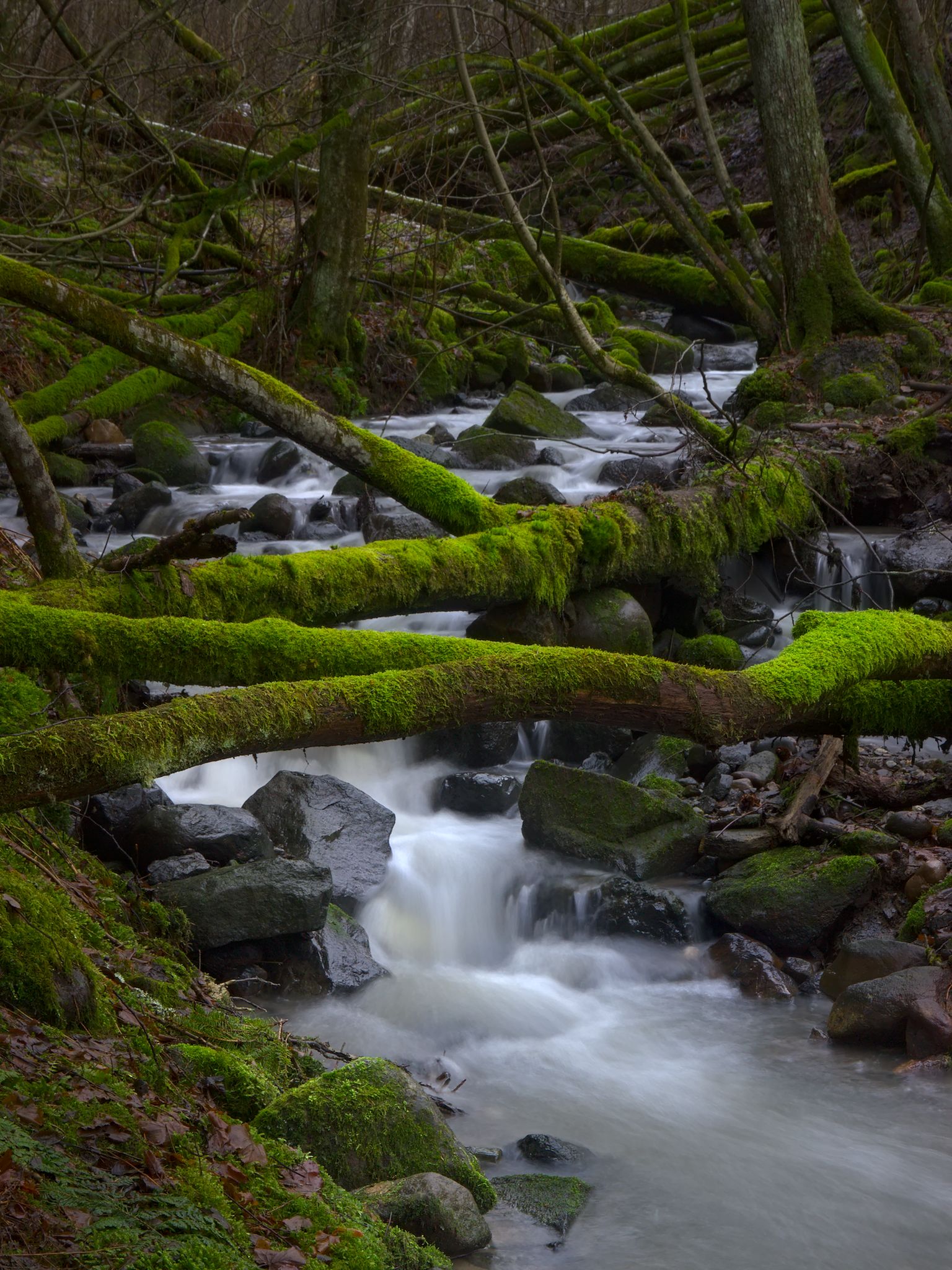 Borgenskogen_0009_2048