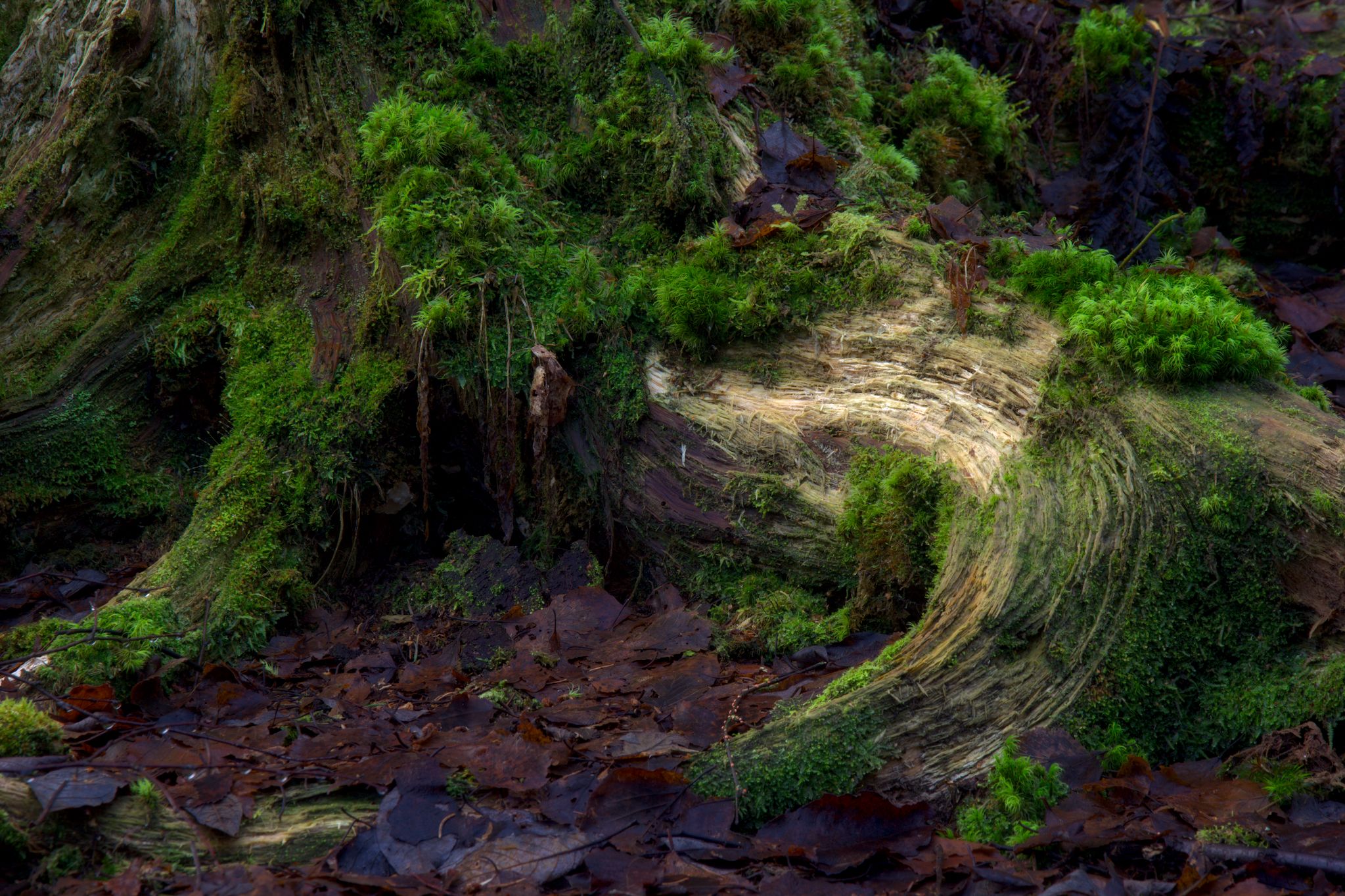 Borgenskogen_0029_2048