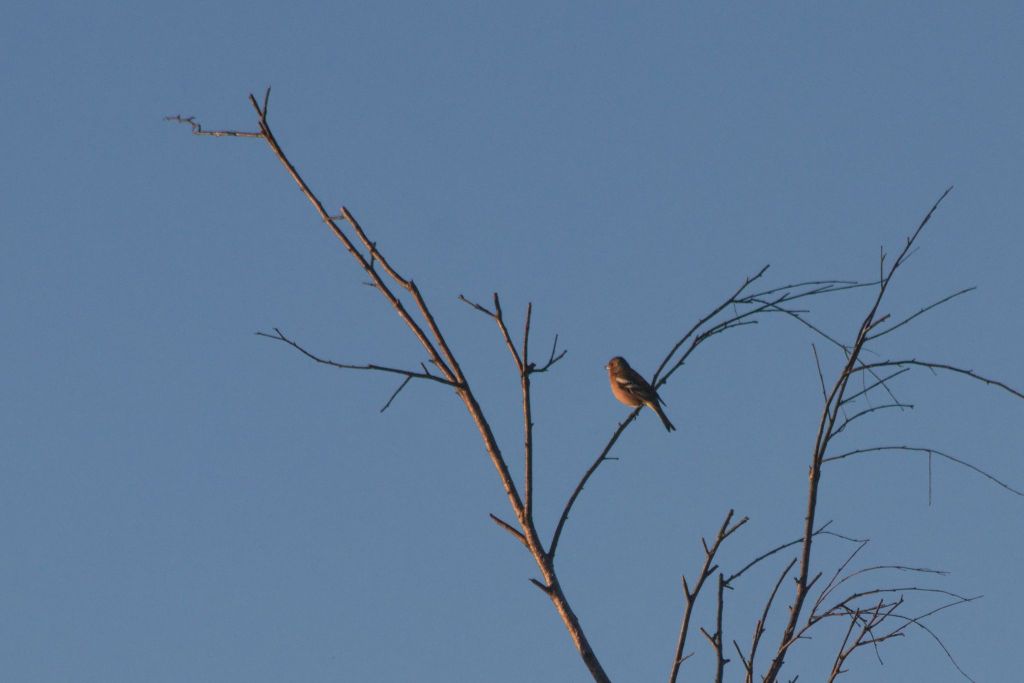 Fugler Flateby_0048_2048