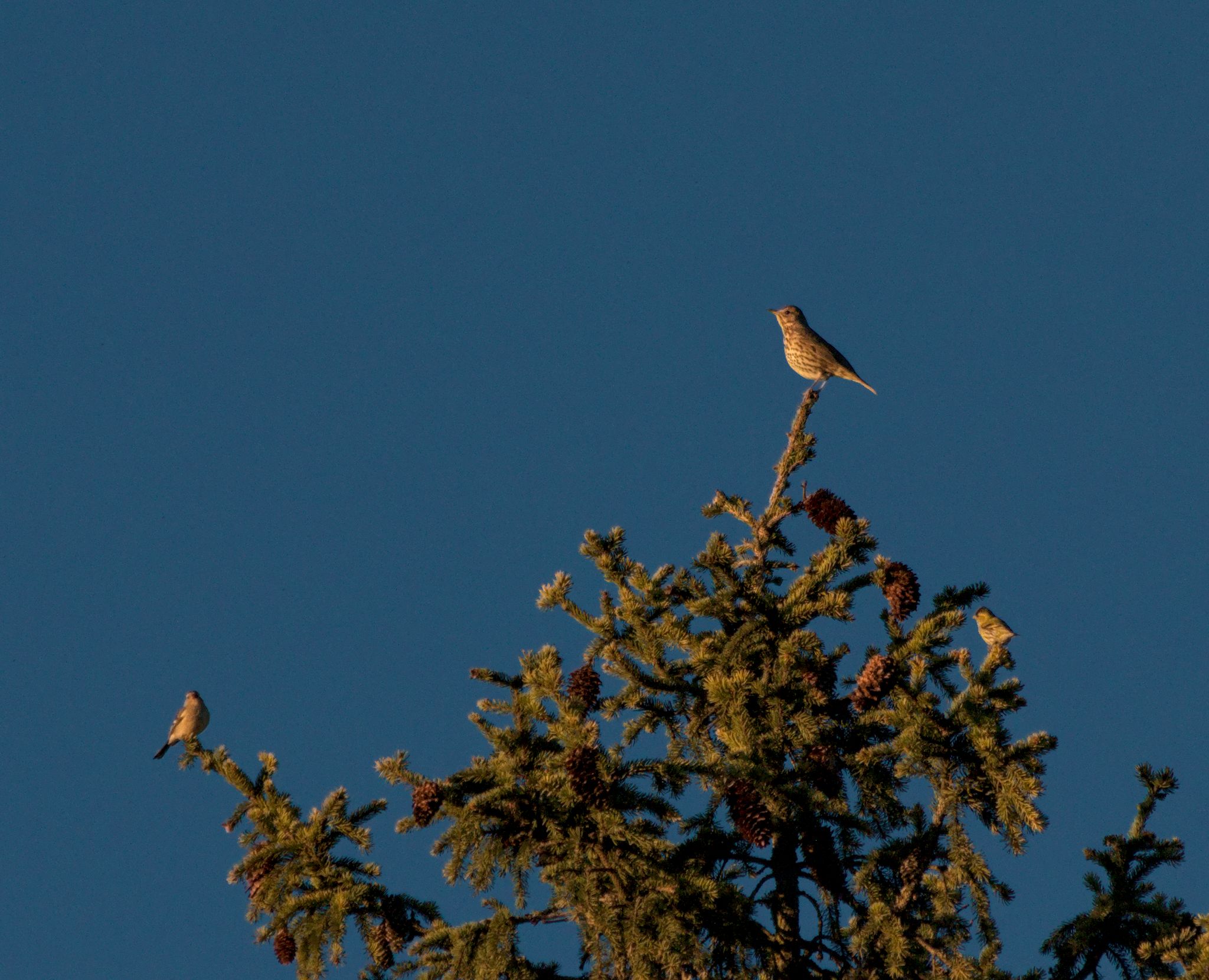 Fugler Flateby_0066_2048